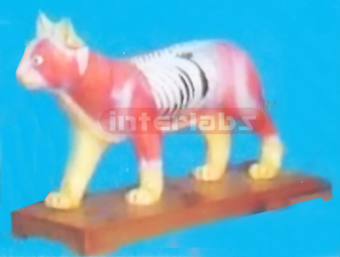 ANIMAL MODEL OF CAT